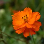 Carpe diem: significato in italiano e filosofia di Orazio