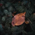 Ponte 1 novembre e vacanze: dove le scuole restano chiuse?