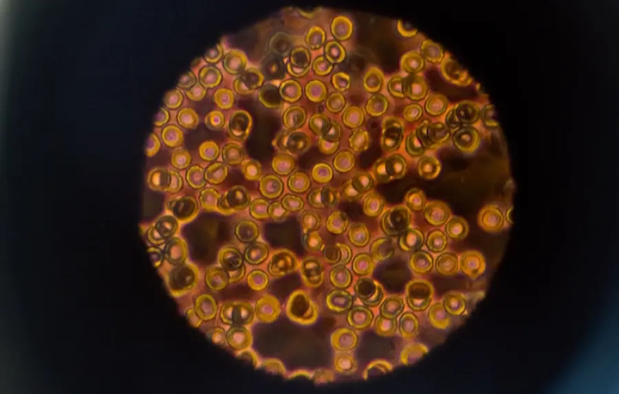 La cellula nella scuola primaria: spiegazione e nozioni essenziali