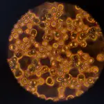 La cellula nella scuola primaria: spiegazione e nozioni essenziali