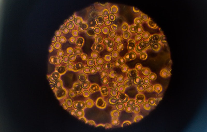 La cellula nella scuola primaria: spiegazione e nozioni essenziali